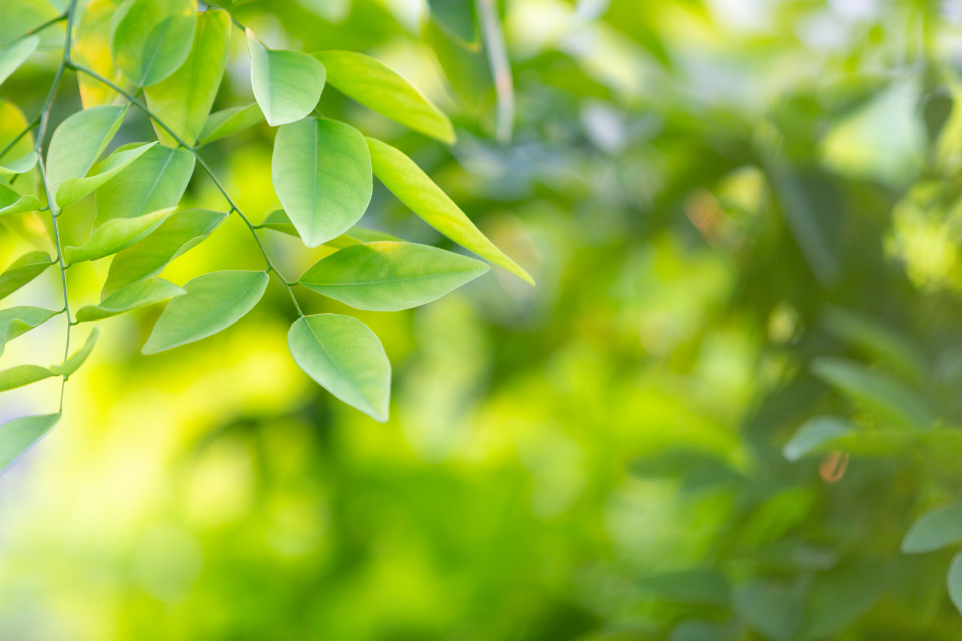 Green leaf background in the forest.