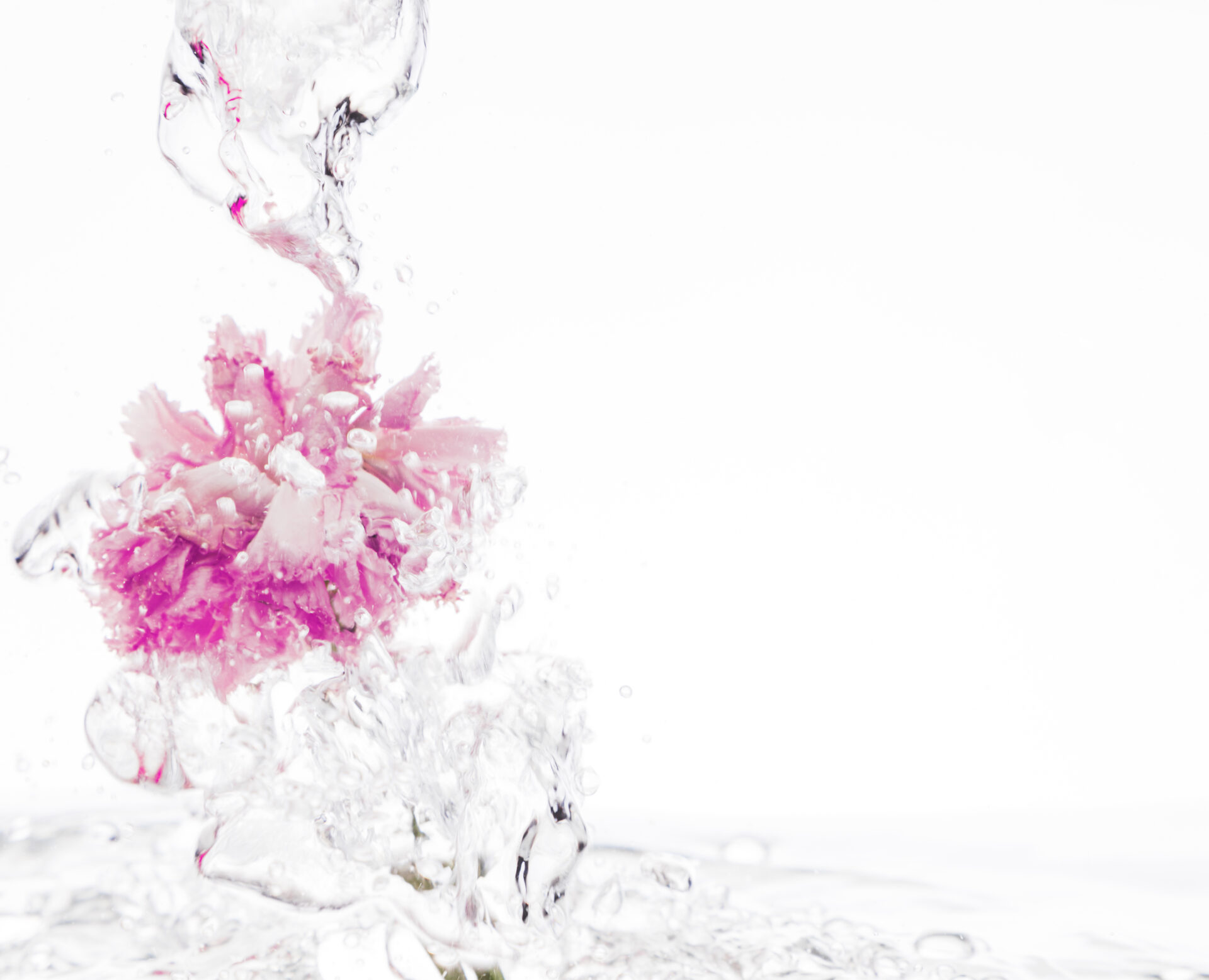 pink-carnation-falling-into-water