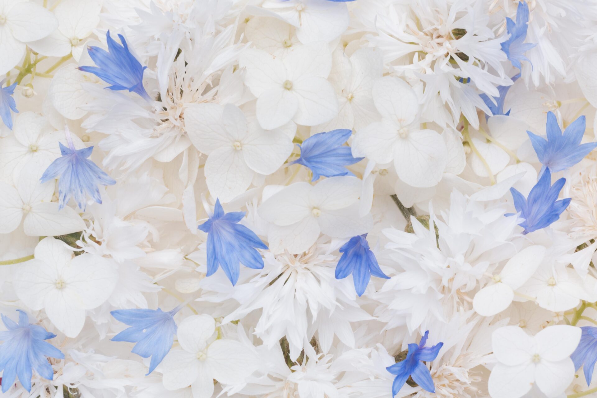 composition-of-beautiful-flowers-wallpaper