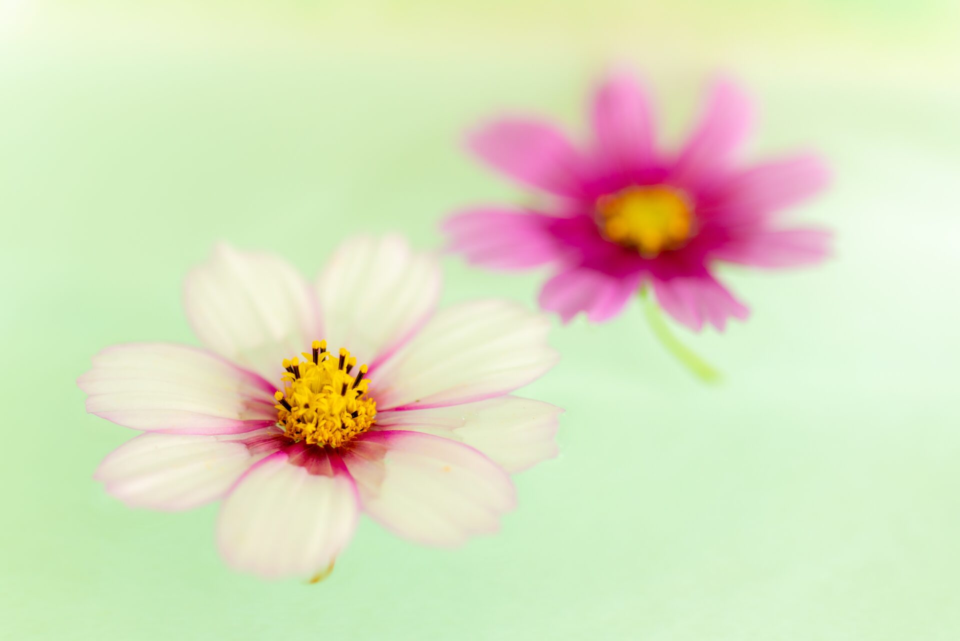 Closeup shot of two flowers called Garden Cosmos floating over the water