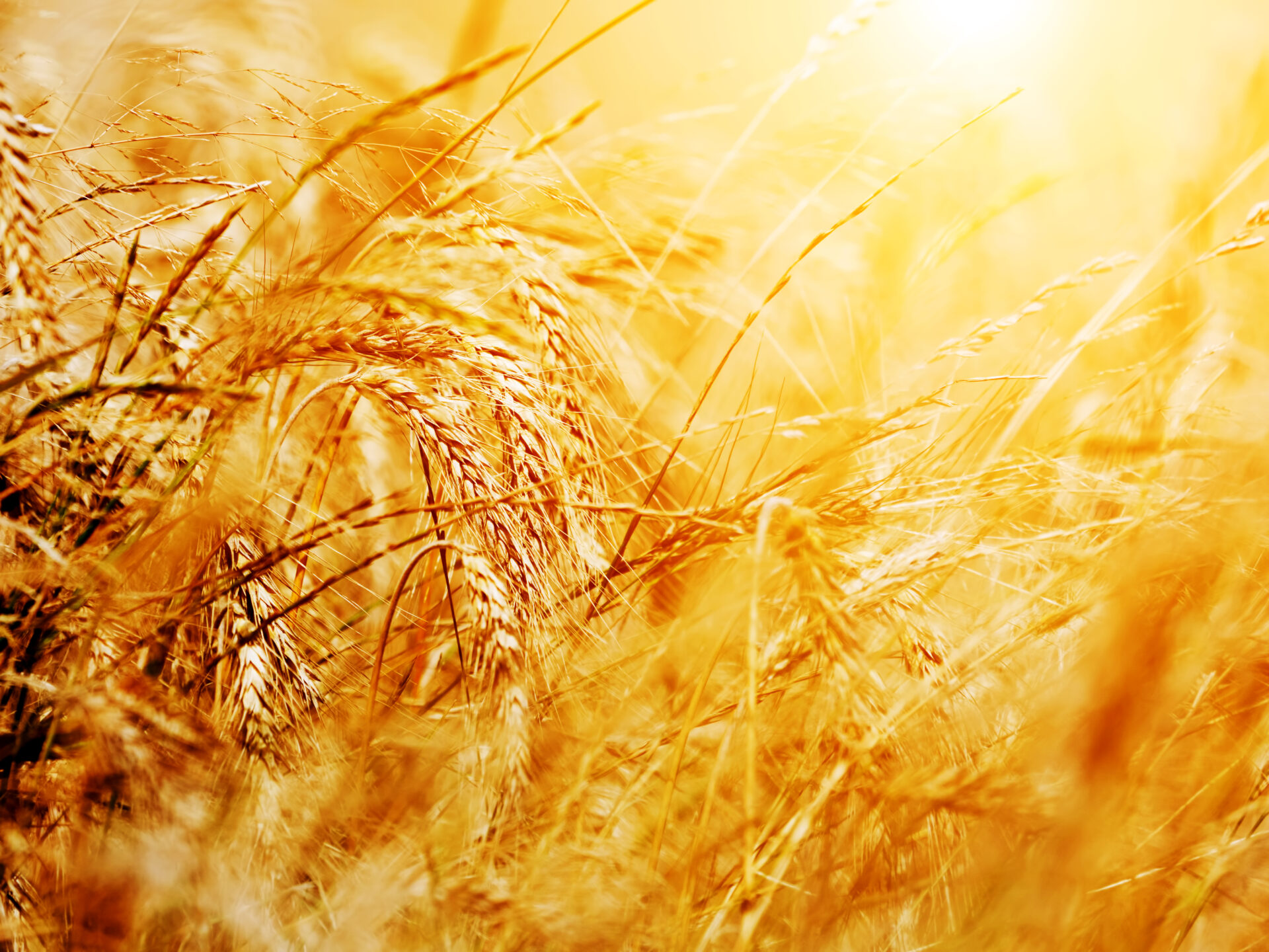 Sunny wheat field close-up. Agriculture background
