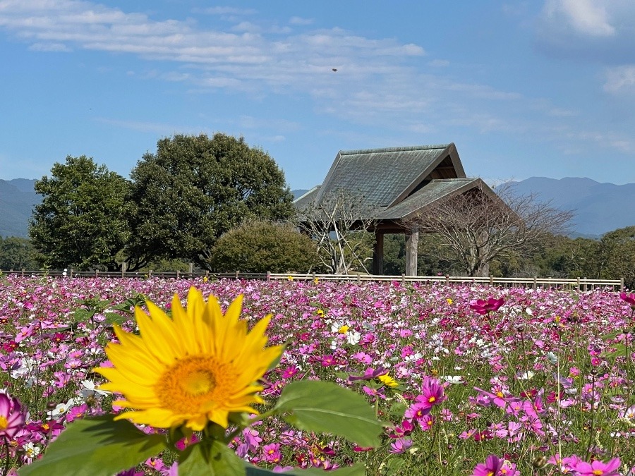 夏？秋？