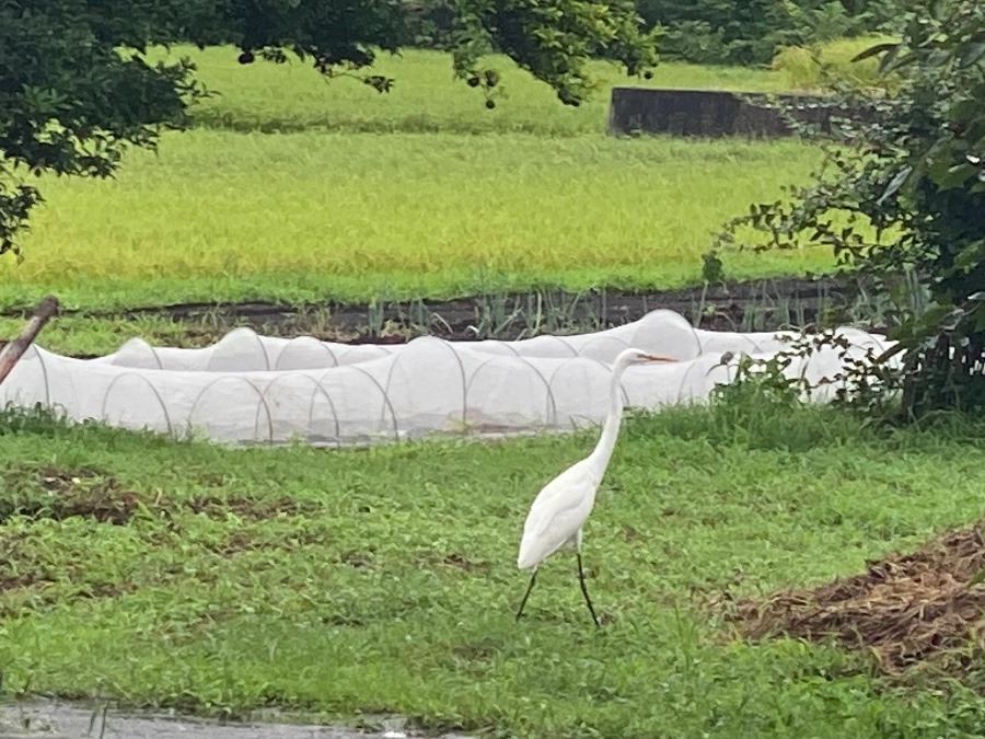 畑のサギ❣️