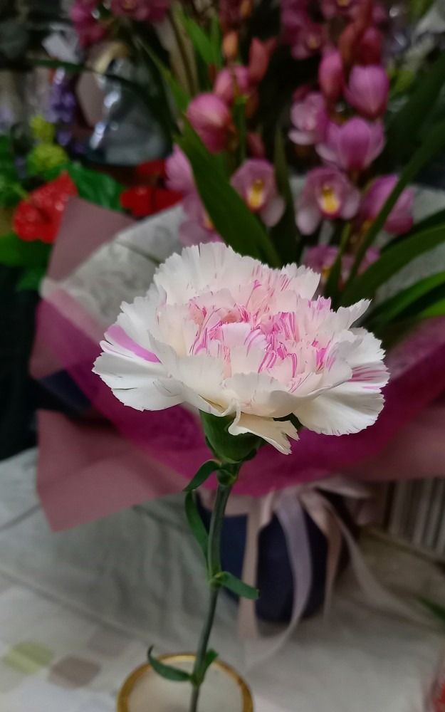 今日の一輪