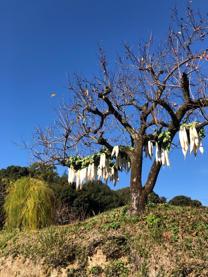 沢庵漬けになる？