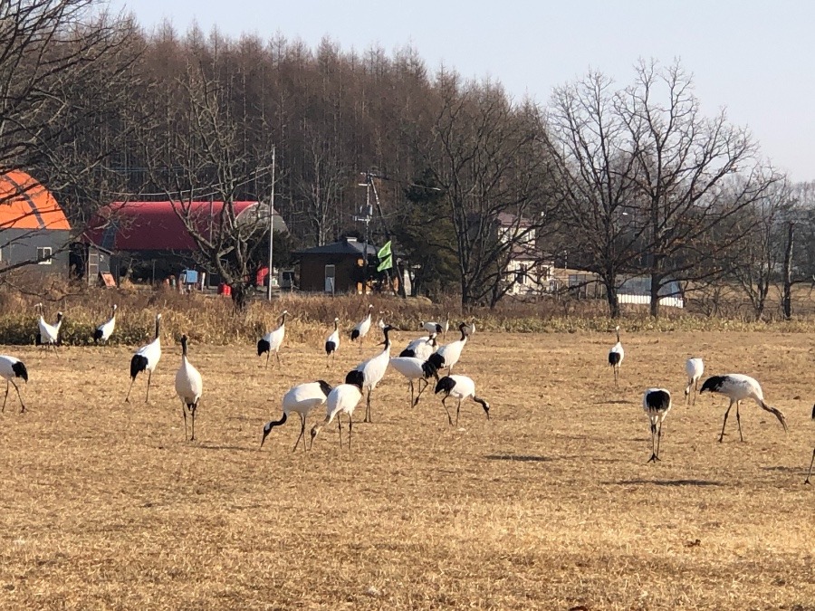 牧場にたくさんのタンチョウ