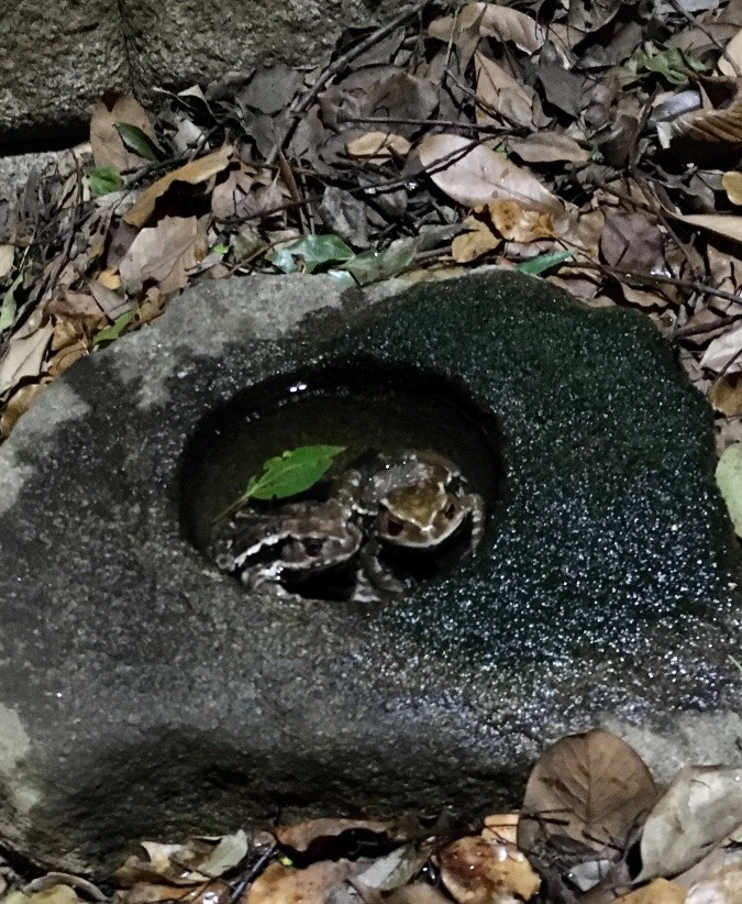 カエルさんをサンドイッチ