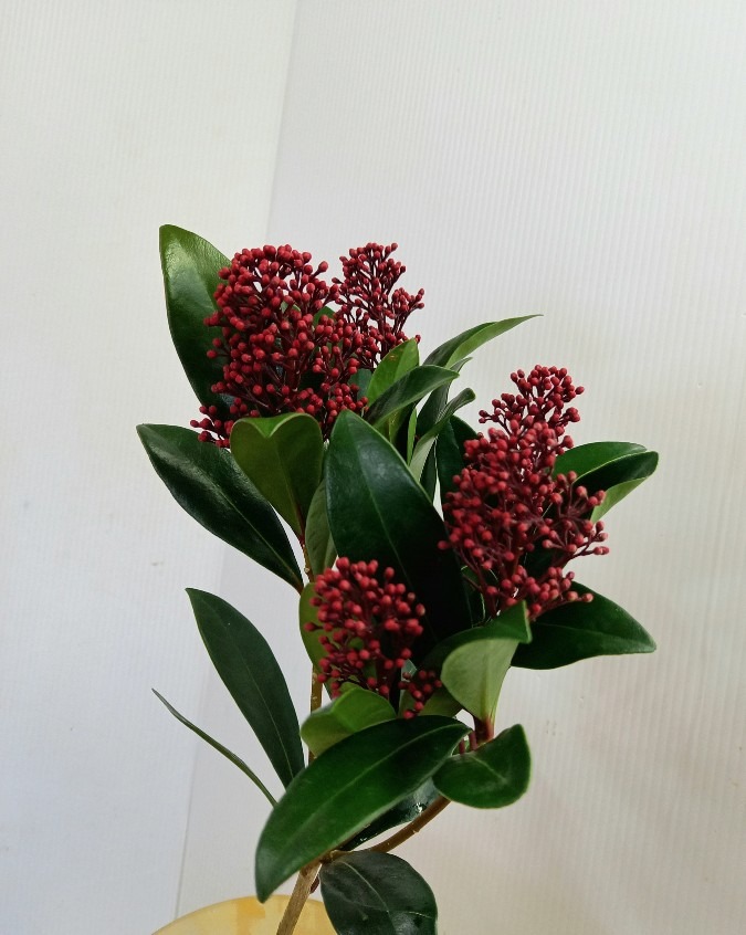 今日の一輪