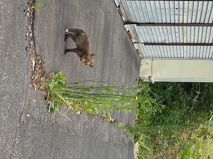 野生のキツネの子　　こんにちは😃