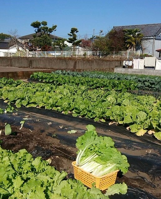 実家の野菜畑♬☺️ 〜都城〜