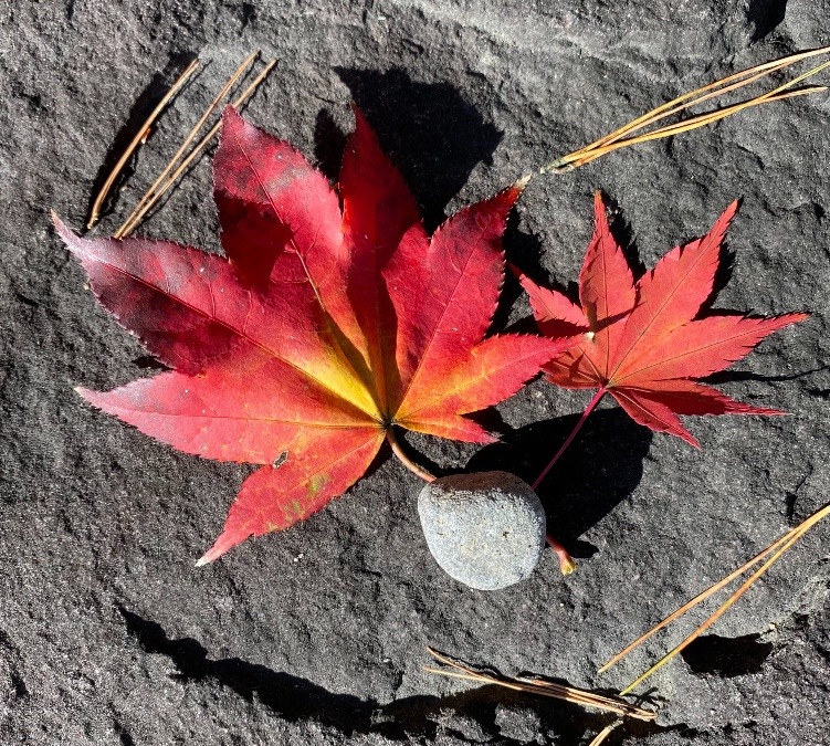 紅葉の舞う季節も終わりそう^o^