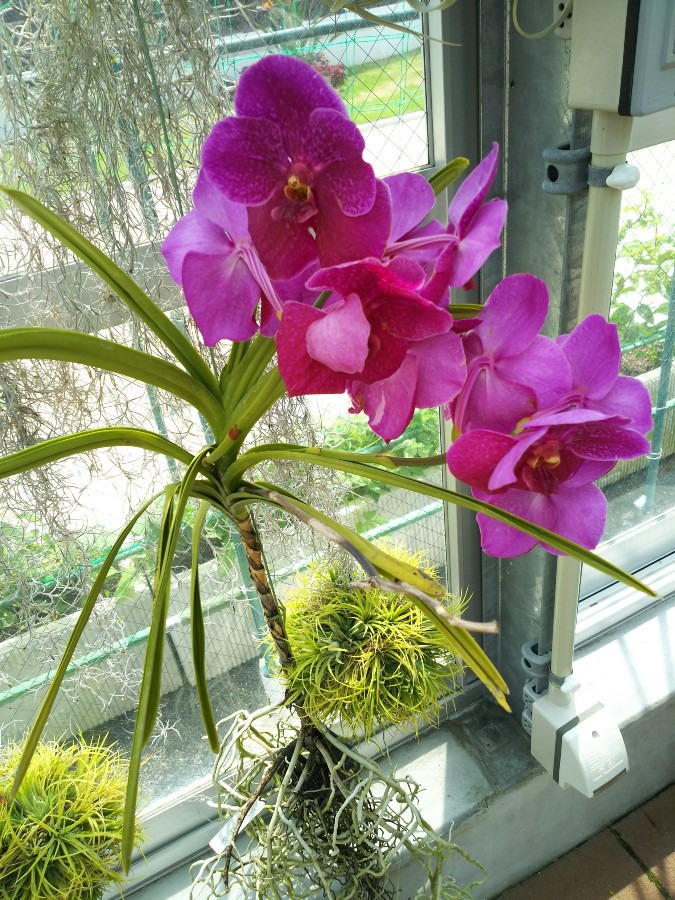 県立青島亜熱帯植物園