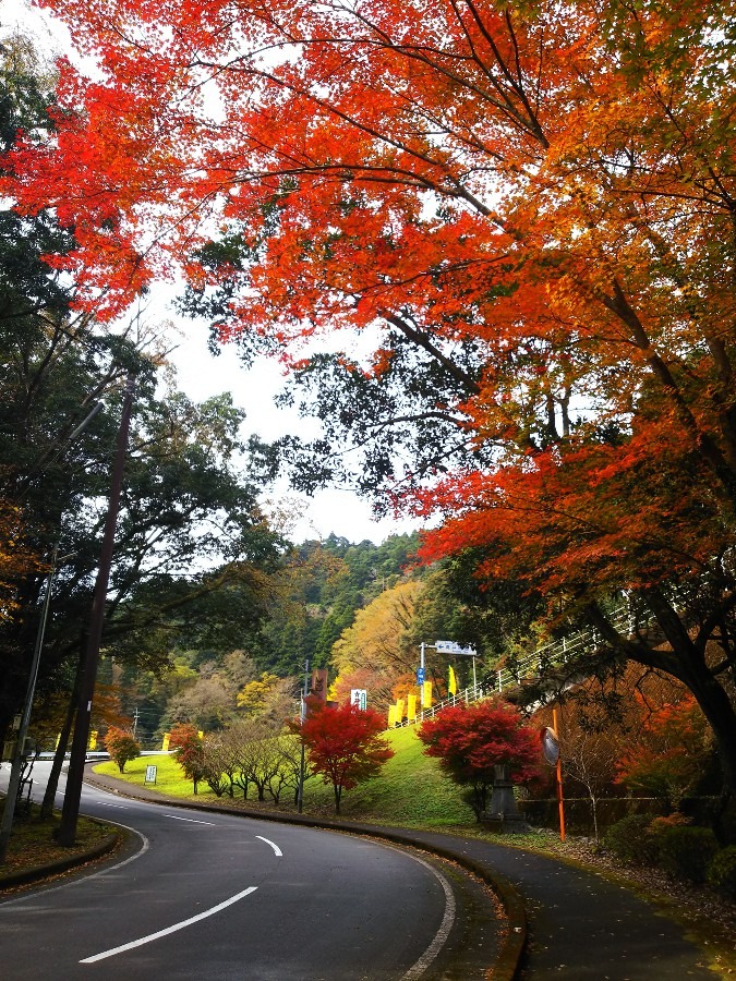 青井岳荘周辺