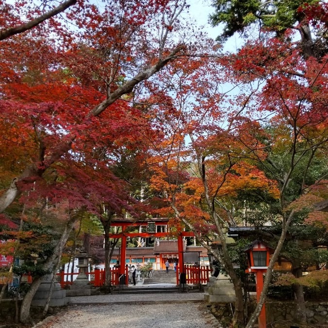 京都洛西散歩・⛩️大原野神社🍁🍂🦌