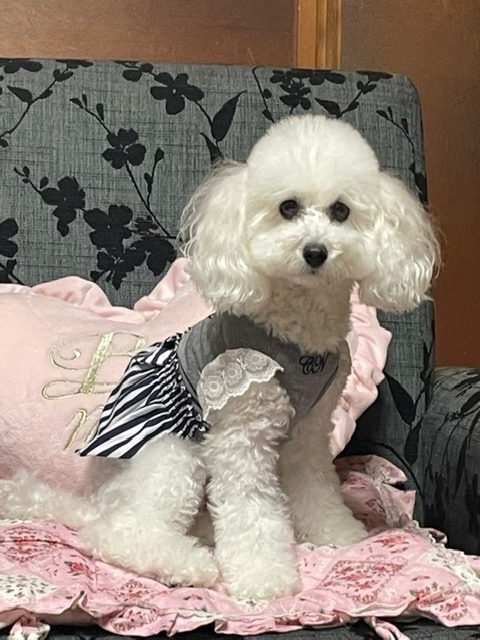 お泊まりに来た　ニコちゃん