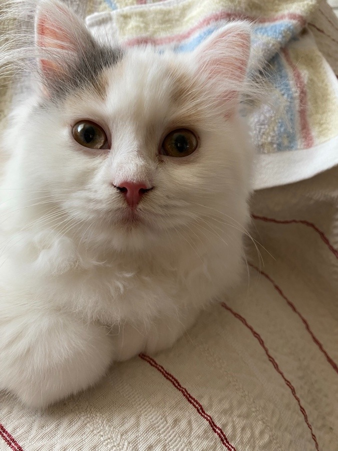 ネコちゃん