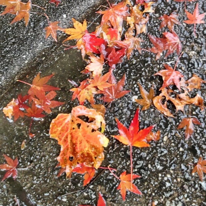 雨の朝✨🍁足元にも秋👀見っけ！