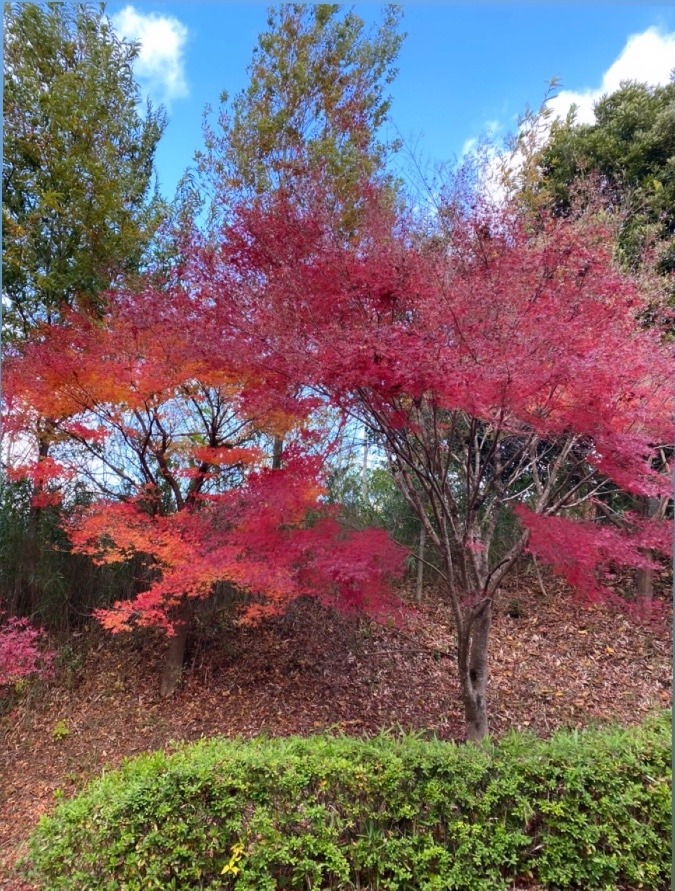 秋って感じ〜💓🍁