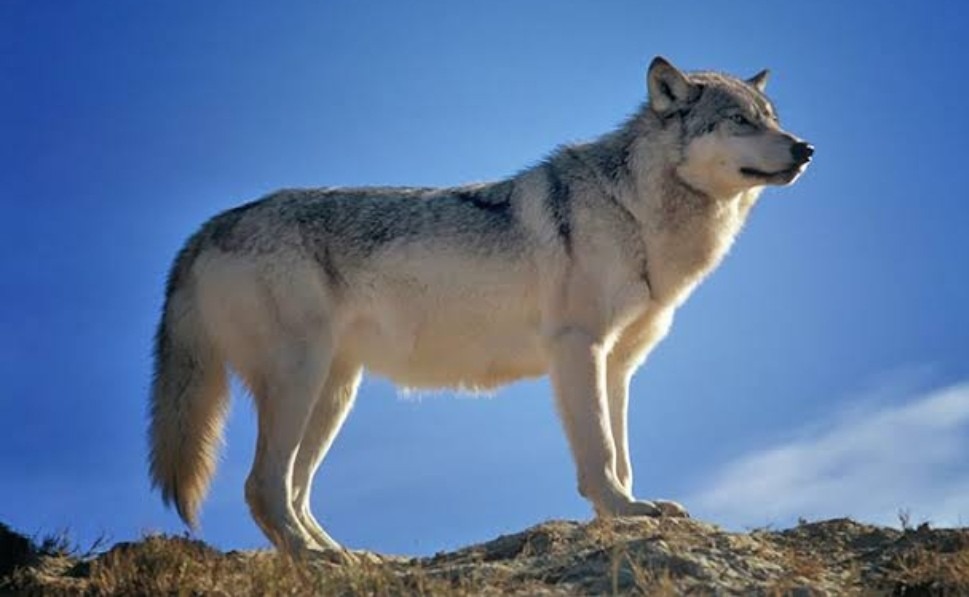 今日の運気と過ごそう🐺