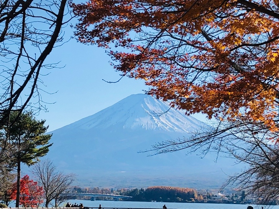 河口湖の紅葉🍁