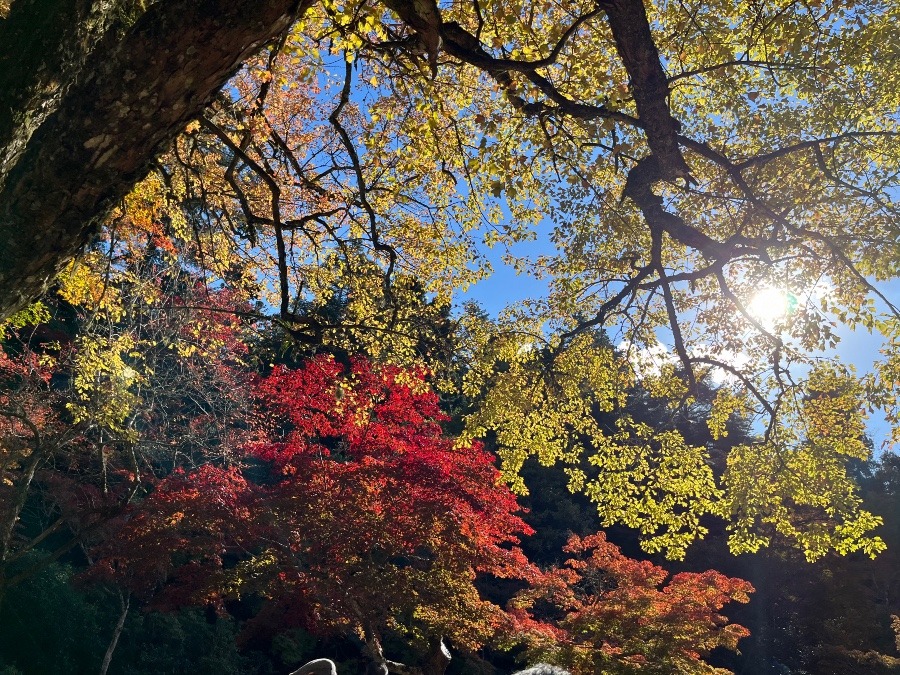 紅葉する理由。