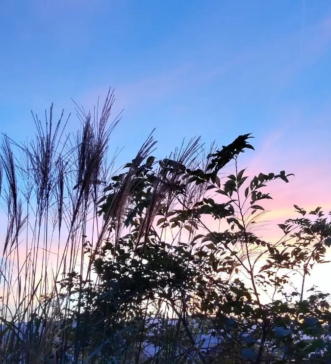 ドラマチックな夕暮れ✨🌾🌾🌾✨