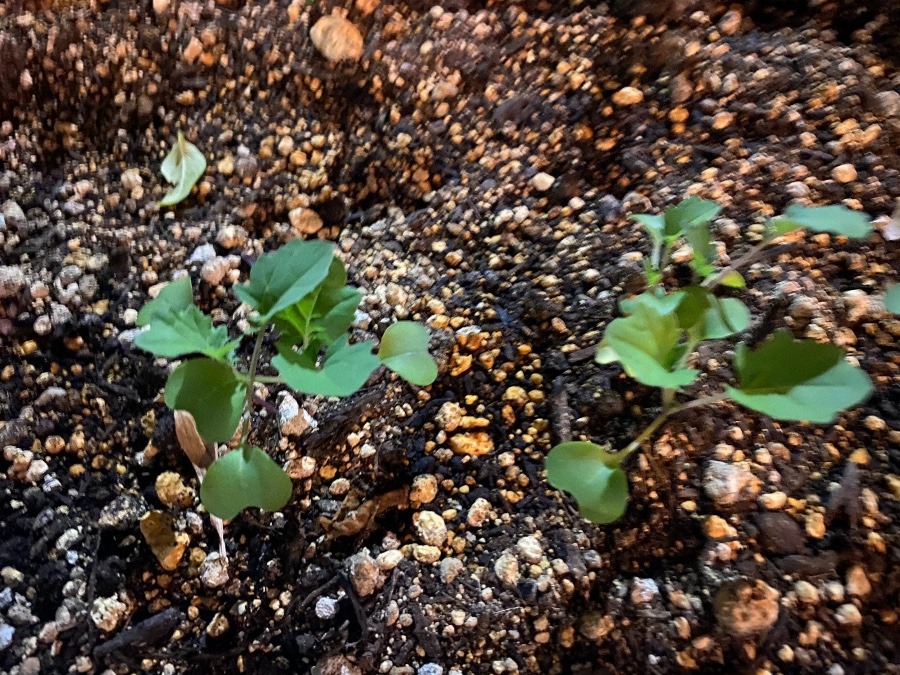 つまみ菜🌱