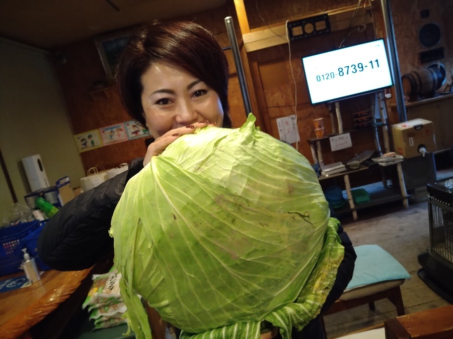 🥬おばけのキャベツ🥬