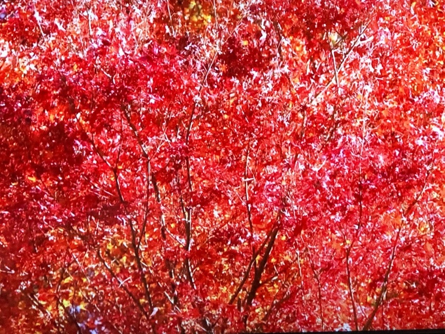 真っ赤🍁