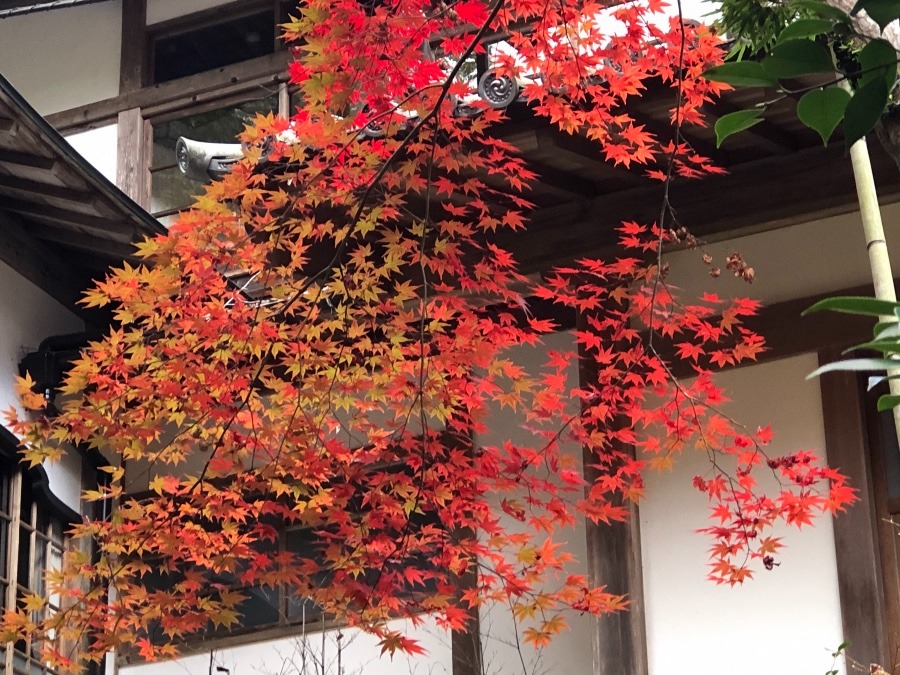 お見事　🍁🍁🍁　広島市内　三滝寺