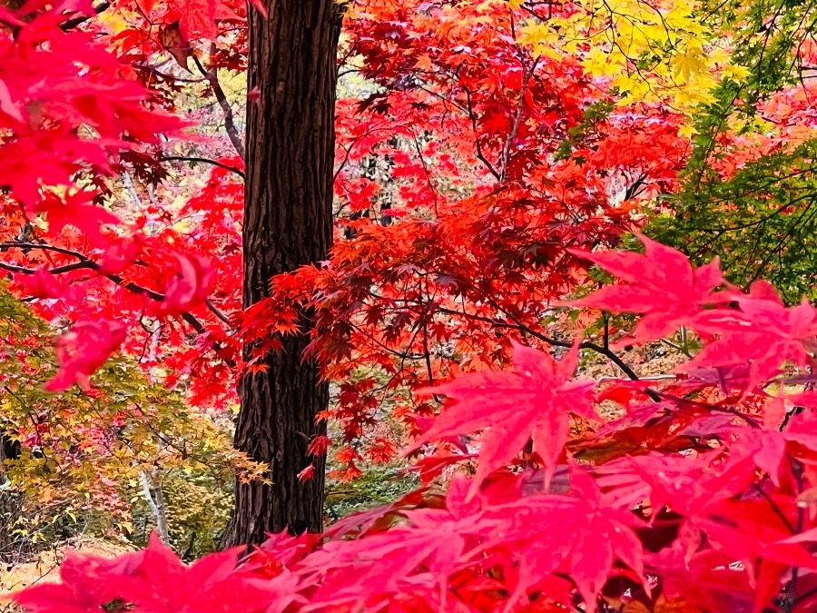 神戸市立森林公園