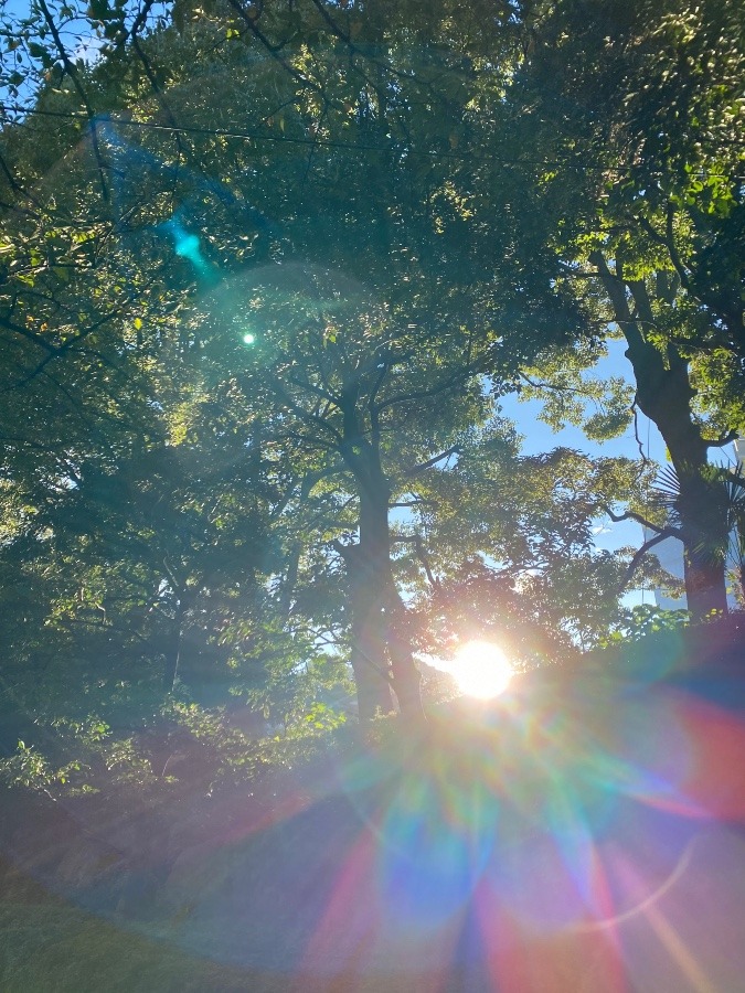 奇跡の1枚🌈✨🌳