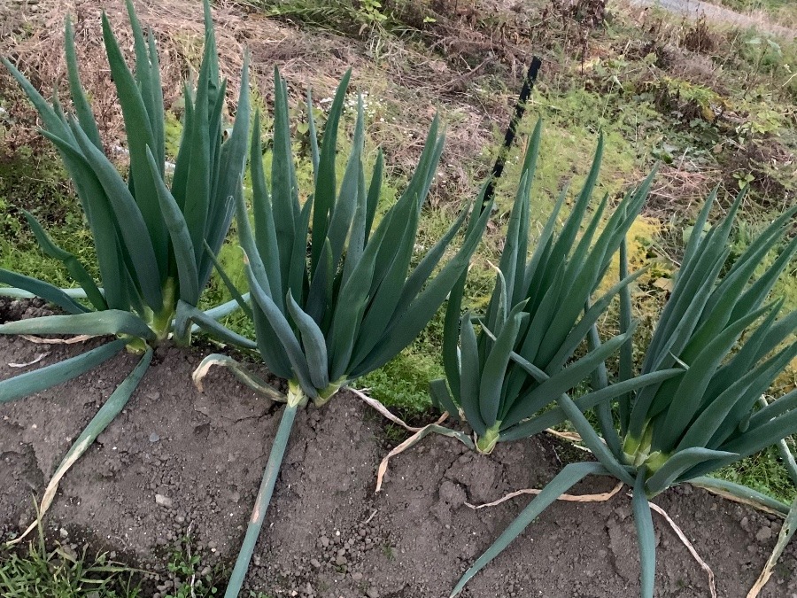 自家菜園　ネギ