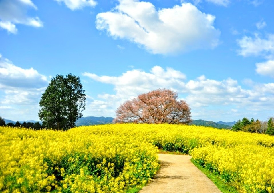 花咲く丘