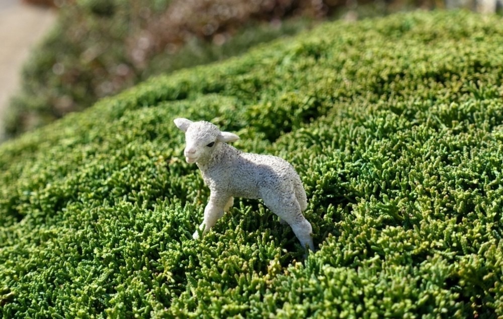 仔羊のユキちゃんは広い〜草原に！