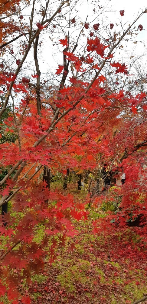 永観堂🍁