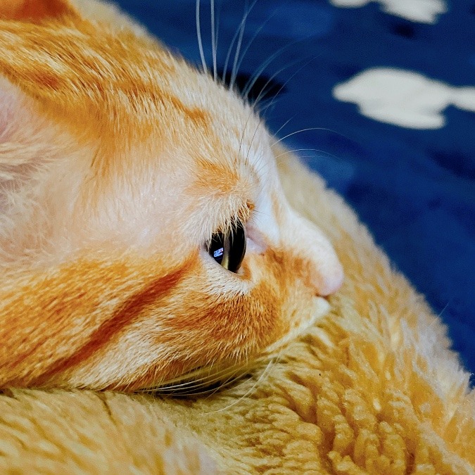 今日のニャンコ(=^・^=)