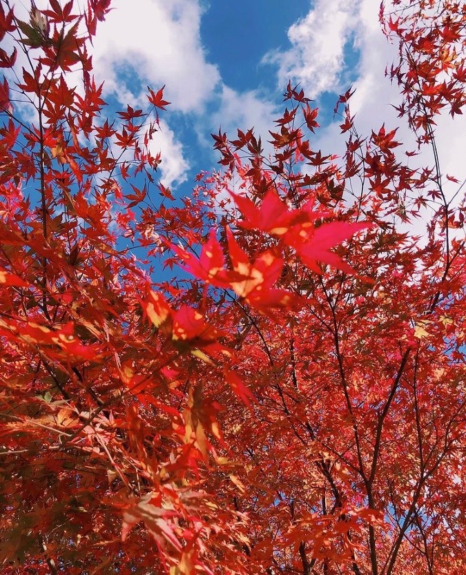 紅葉を見に行こうよう🍁🍁