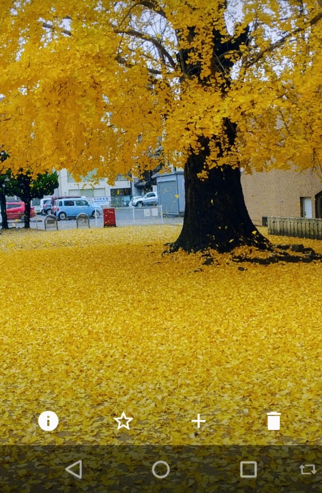 黄色の絨毯