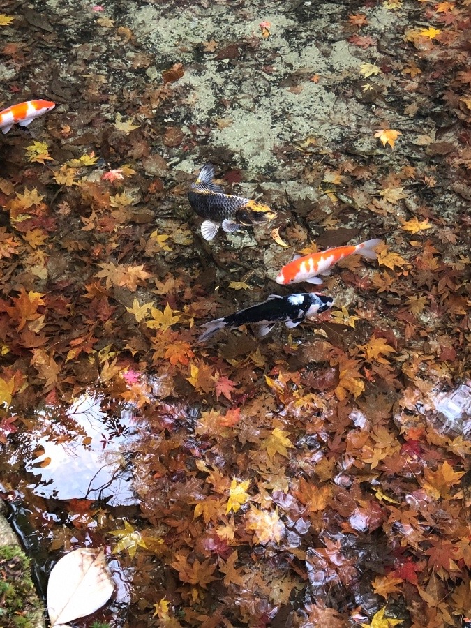 三滝寺の池　紅葉と鯉の模様がアイ、マッチング❣️