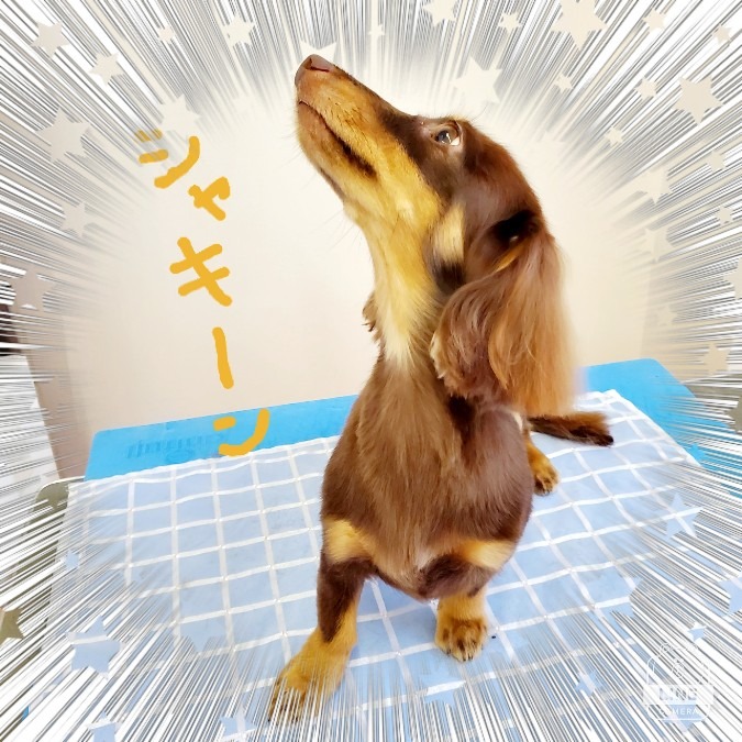シャキーン