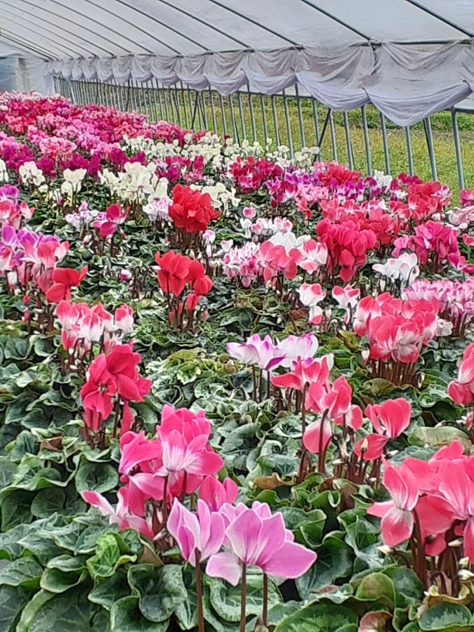 鉢花生産   井之上花園