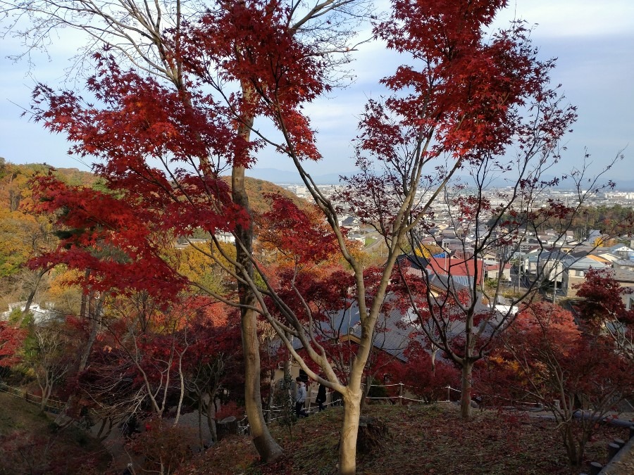 個人裏山　国府もみじ園🍁