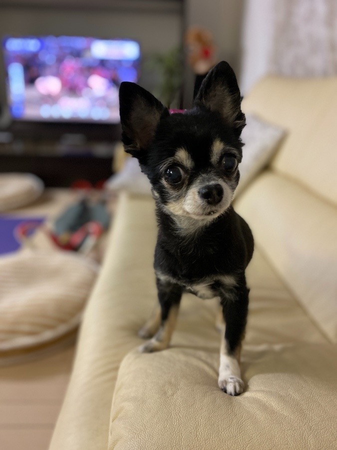 私の家族🐶