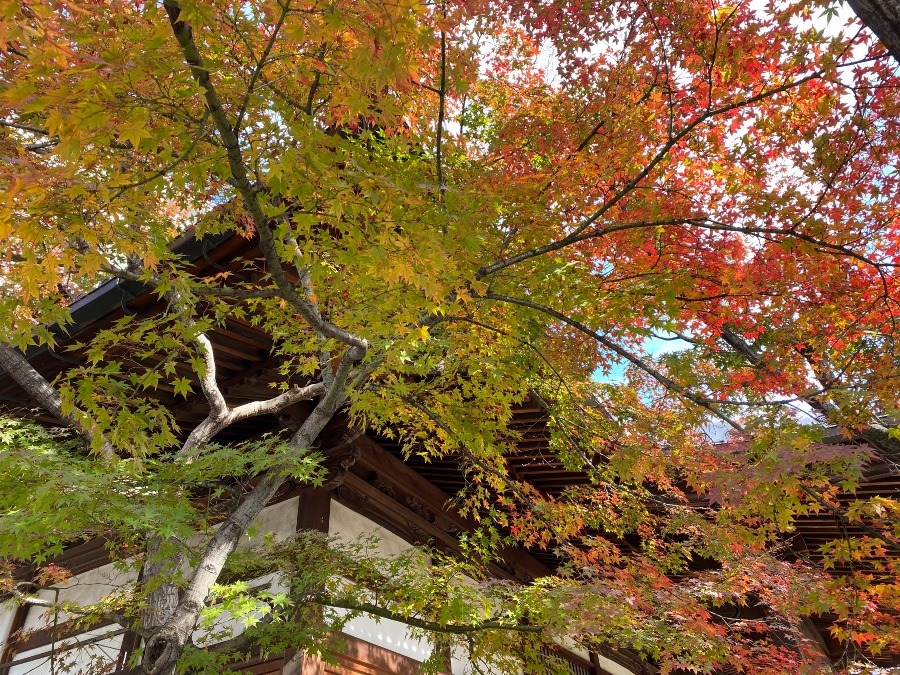 都会の中のオアシス🍁