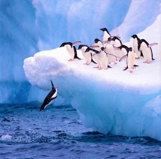 ファーストペンギンたちへ✨