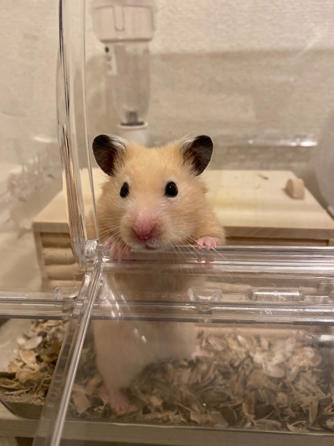 私の家族🐹