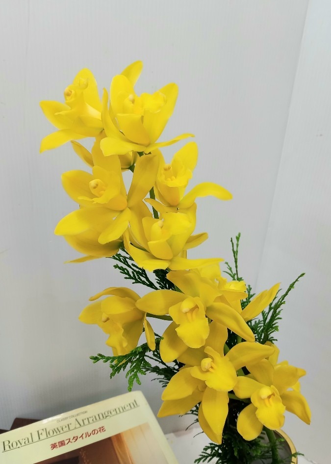今日の一輪