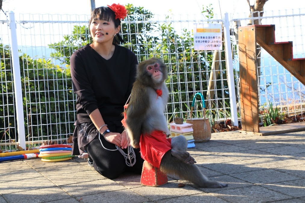 熱海城庭園で楽しい猿回しイベントが定期開催！