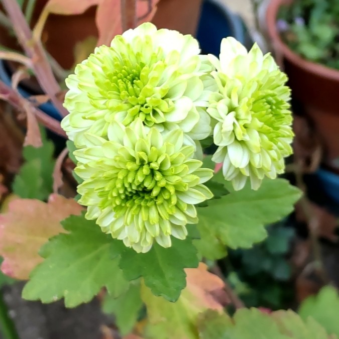 ご近所散歩👣・・菊🌿素敵な色✨